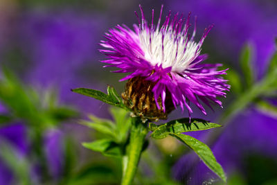Close-up of insect on purple flower