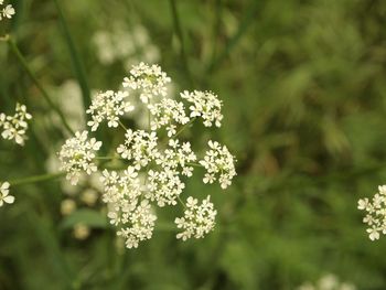 Close-up of white flowering plant