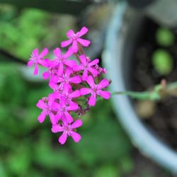 Close-up of pink flowering plant