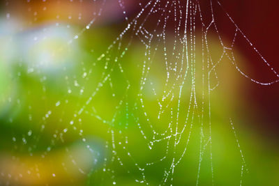 Close-up of spider web
