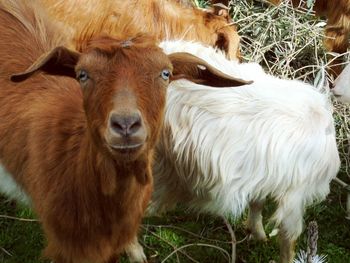 Close-up portrait of sheep on field