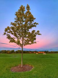 Tree on field against sky during sunset
