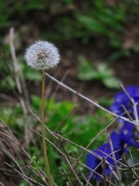 Close-up of dandelion blooming in field