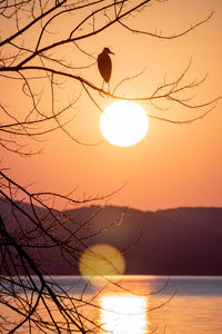 Silhouette tree against sky during sunset