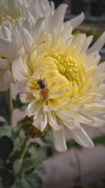 Close-up of insect on yellow flower