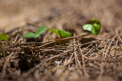 Close-up of plant