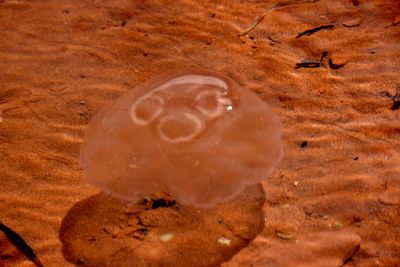 Close-up of jellyfish in sand