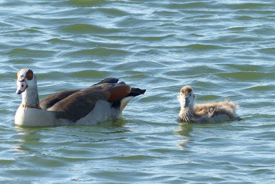 Ducks swimming in lake