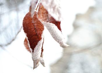 Close-up of dry leaves during winter