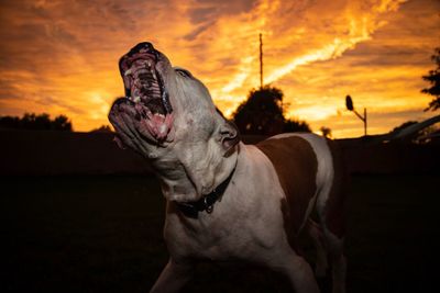 Dog barking against sky during sunset