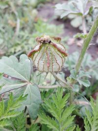 Close-up of butterfly on plant