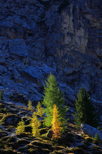 High angle view of trees growing on mountain