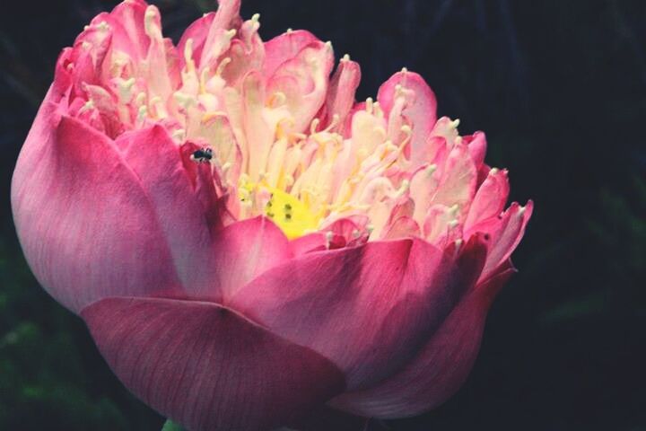 CLOSE-UP OF PINK ROSE