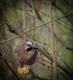 Close-up of bird perching on branch