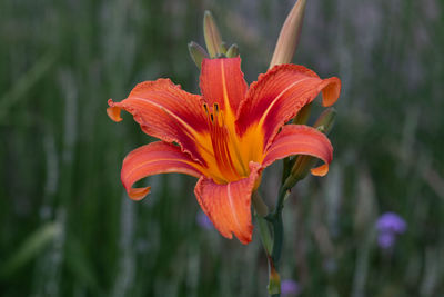 Close-up of orange day lily