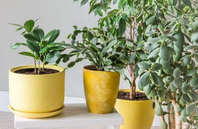 The stylish space is filled with a variety of modern green plants in yellow pots modern home garden
