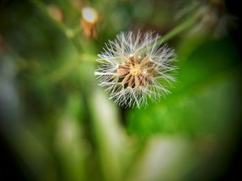 Close-up of dandelion flower