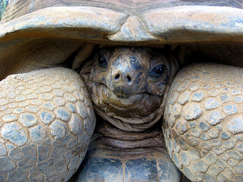 Close-up portrait of giant tortoise