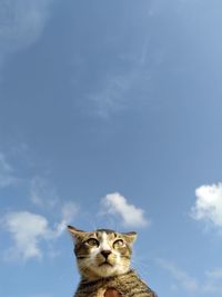 Portrait of cat against sky