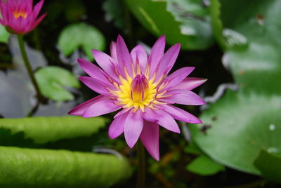 Close-up of flower blooming outdoors