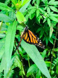 Butterfly on leaf