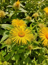 Close-up of yellow flowering plant