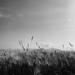 View of stalks in field against sky