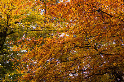 Low angle view of trees