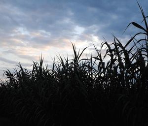 Scenic view of field against cloudy sky