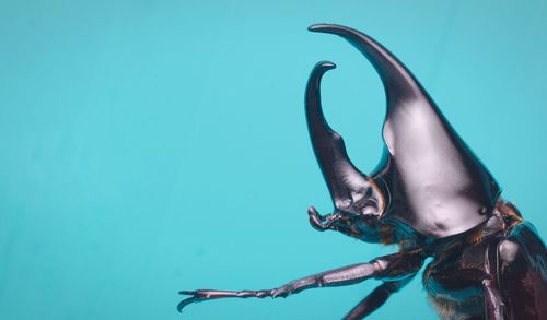 Close-up of jellyfish against blue background