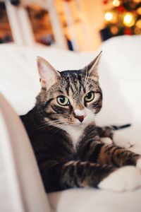 Portrait of tabby cat relaxing on sofa