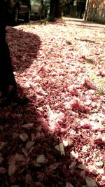 Fallen leaves on ground