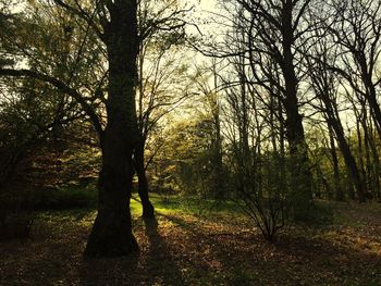 Bare trees in forest