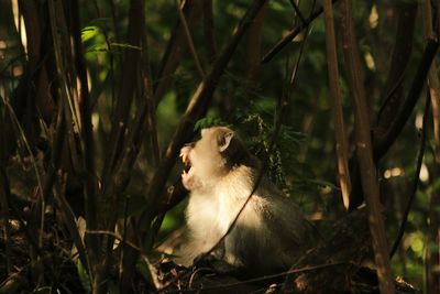 Close-up of monkey on tree