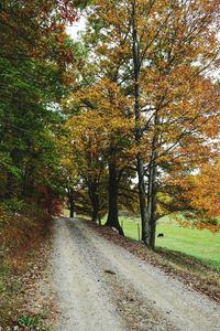 Road passing through forest