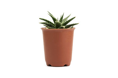 Close-up of potted plant against white background