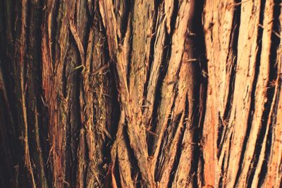 Full frame shot of tree trunk