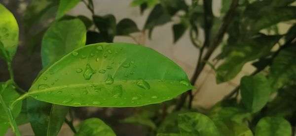 Close-up of wet plant leaves