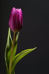 Close-up of purple flower against black background