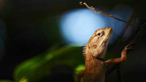 Close-up of garden lizard on twigs