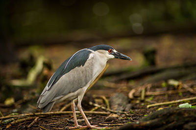 Close-up of a bird