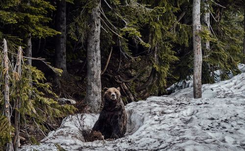 Bear in a forest in the snow