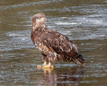 Bird in water