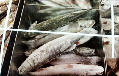 Close-up of fish for sale in market