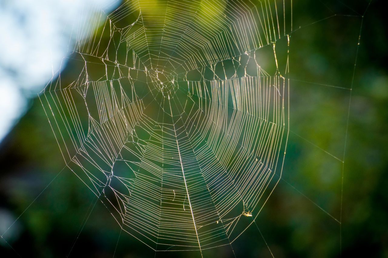 CLOSE-UP OF SPIDER WEB ON PLANTS