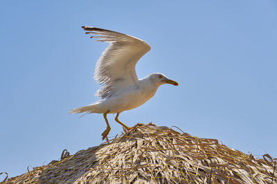 Low angle view of seagull flying