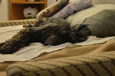 Close-up of dog resting on bed