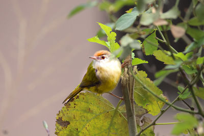 Bird perching on a plant