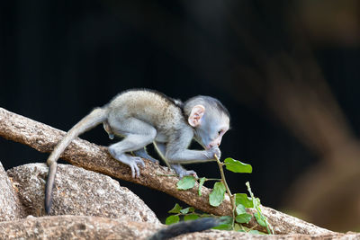 Monkey on tree