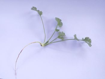 Close-up of plant against white background